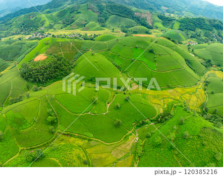 High angle view Rows of growing tea plantation at Long Coc mountains, Phu Tho province,Texture of Green tea leaf in northern Vietnam 120385216