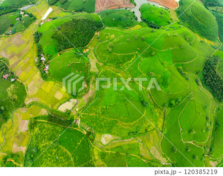 High angle view Rows of growing tea plantation at Long Coc mountains, Phu Tho province,Texture of Green tea leaf in northern Vietnam 120385219