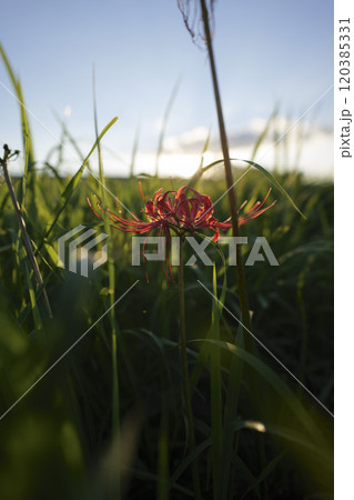夕暮れのヒガンバナ 夕暮れのヒガンバナ 120385331