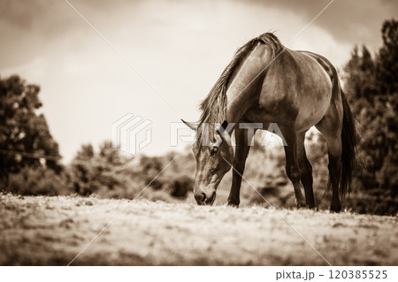 Brown wild horse on meadow idyllic field Brown wild horse on meadow idyllic field 120385525