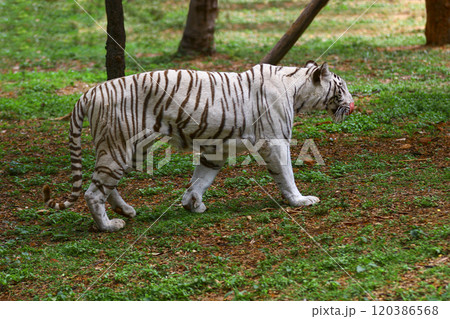 Image of endangered white tiger. 120386568