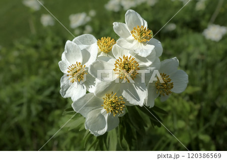 Close-up footage of white, yellow flower on green background. Close-up footage of white, yellow flower on green background. 120386569
