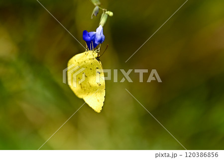 キチョウ 120386856