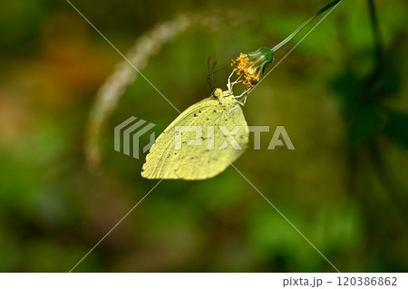 キチョウ 120386862