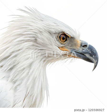 portrait of a eagle isolated on white 120386927
