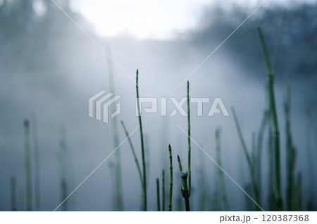 霧に包まれる謎の植物 120387368