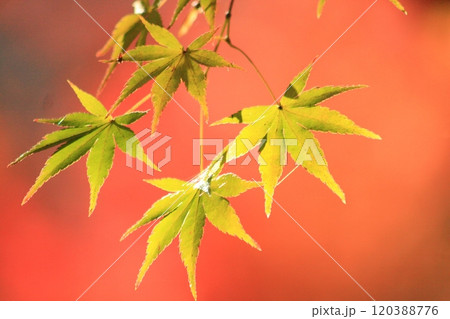 紅葉したモミジ 120388776