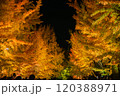 中島公園の紅葉ライトアップ 120388971