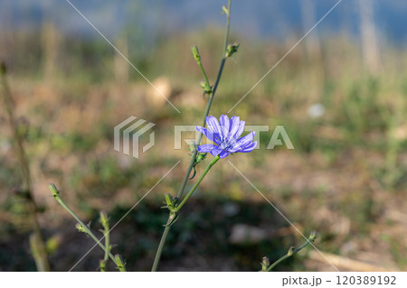 Anemone hepatica, Hepatica nobilis, in bloom. Picture from the island of Veli Losinj, Croatia 120389192