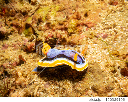 A Chromodoris annae nudibranch crawling on hard corals in Puerto Galera, Philippines 120389196