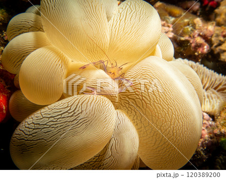 A macro photo of a Bubble coral shrimp, Vir Philippinensis on bubble coral in Puerto Galera, Philippines 120389200