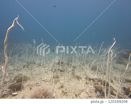 Junceella fragilis, or Fragile sea whip, Delicate sea whip. This is a species of Gorgonian Corals 120389206