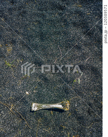 bone laid on black sand or ashes surface under direct sun light bone laid on black sand or ashes surface under direct sun light 120389571