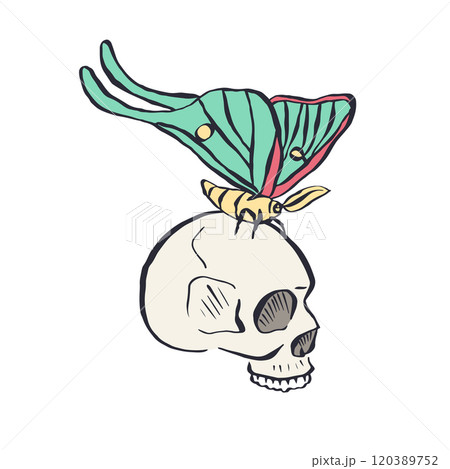 Hand drawn human skull with teal luna moth wings isolated on white background Hand drawn human skull with teal luna moth wings isolated on white background 120389752