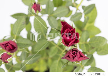 The beautiful young red roses with green leaves on the white background. 120390162