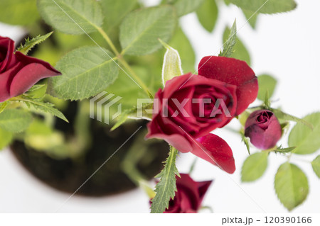 Blurry red rose with leaves.The beautiful young red roses with green leaves on the white background. Blurry red rose with leaves.The beautiful young red roses with green leaves on the white background. 120390166