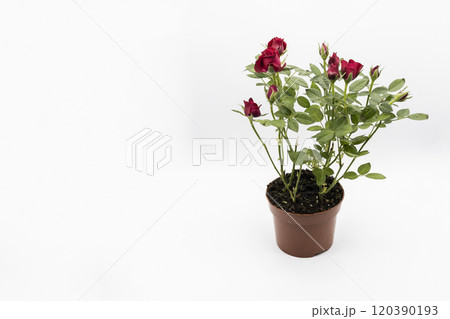 The red roses in a pot isolated on a white background. 120390193