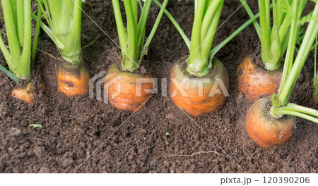 Carrots growing in soil in garden. 120390206