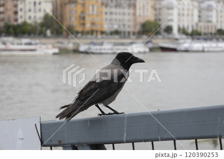 A grey crow sits on a fence near the Danube river in Budapest in Hungary. The scientific name of crow is Corvus corone cornix A grey crow sits on a fence near the Danube river in Budapest in Hungary. The scientific name of crow is Corvus corone cornix 120390253