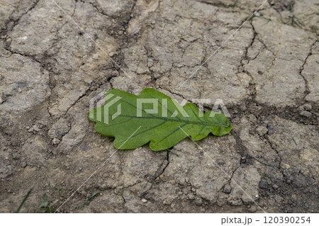 A green oak leaf lies on the cracked and dirty road. A green oak leaf lies on the cracked and dirty road. 120390254