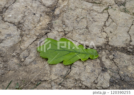 A green oak leaf lies on the cracked and dirty road. A green oak leaf lies on the cracked and dirty road. 120390255