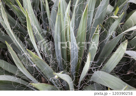 Beautiful plant Agave filamentosa close up. Agavaceae family - agave filifera var filamentosa plant. 120390258