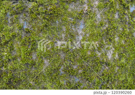 Concrete wall covered with moss. The old concrete wall covered with moss lichen Concrete wall covered with moss. The old concrete wall covered with moss lichen 120390260
