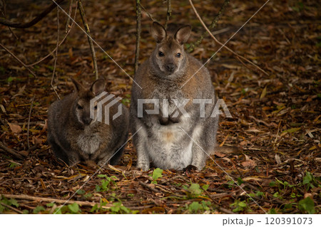 Red-necked wallaby (Macropus rufogriseus) 120391073