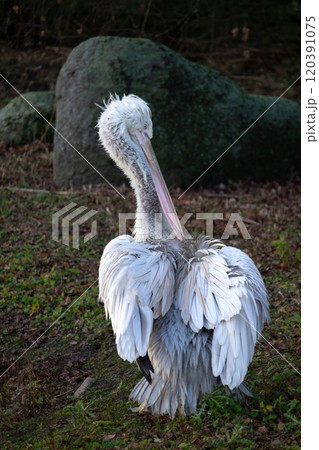 The Dalmatian pelican, Pelecanus crispus, is the most massive member of the pelican family. The Dalmatian pelican, Pelecanus crispus, is the most massive member of the pelican family. 120391075