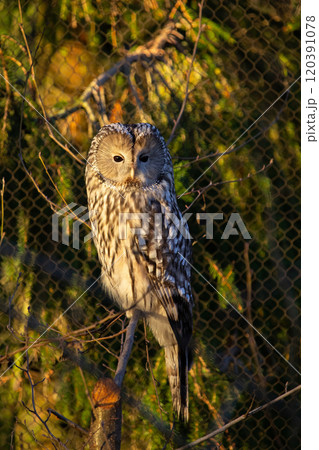 Ural Owl (Strix uralensis) in zoo Ural Owl (Strix uralensis) in zoo 120391078