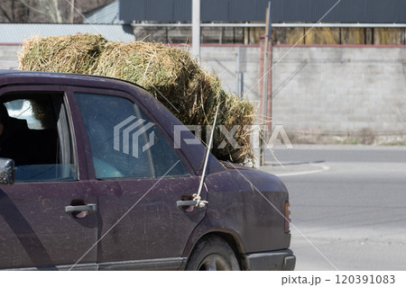 old German luxury sedan car carrying a hay block strapped with a rope to rear door handle old German luxury sedan car carrying a hay block strapped with a rope to rear door handle 120391083
