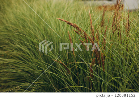 Calamagrostis arundinacea at sunset field. Bushgrass grass inflorescence. Herb garden with ornamental grasses in autumn. Dry reeds boho style. High quality photo 120391152