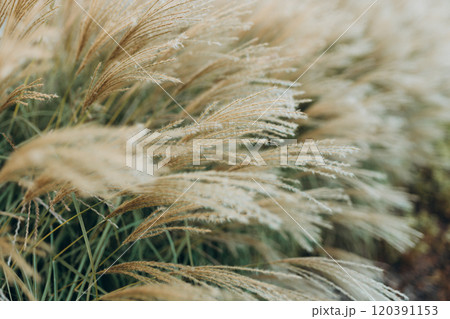 Abstract natural background of soft plants Cortaderia selloana. Pampas grass on a blurry bokeh, Dry reeds boho style. Fluffy stems of tall grass in autumn, soft focus. High quality photo Abstract natural background of soft plants Cortaderia selloana. Pampas grass on a blurry bokeh, Dry reeds boho style. Fluffy stems of tall grass in autumn, soft focus. High quality photo 120391153
