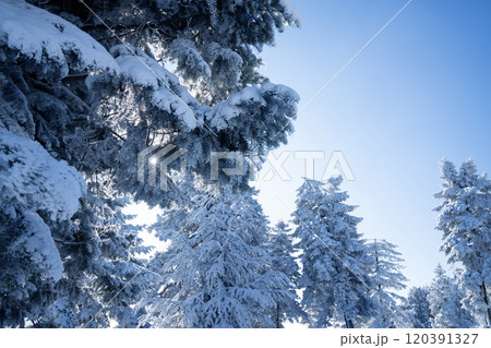 Snow covered trees. Winter forest 120391327