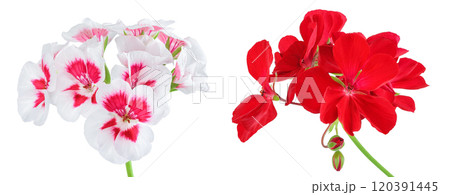 flowers of geranium isolated on white background. flowers of geranium isolated on white background. 120391445
