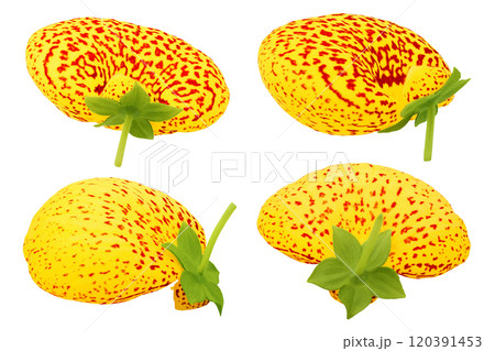 Calceolaria flower isolated on white background. Top view. Flat lay Calceolaria flower isolated on white background. Top view. Flat lay 120391453