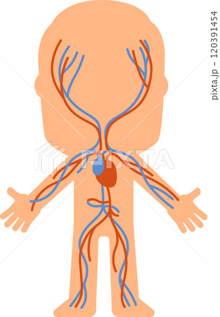 Simplified diagram of the human circulatory system highlighting veins and arteries, providing a clear visual representation for educational purposes Simplified diagram of the human circulatory system highlighting veins and arteries, providing a clear visual representation for educational purposes 120391454