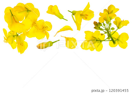 Rapeseed flowers isolated on white background, Top view with copy space for your text. Flat lay Rapeseed flowers isolated on white background, Top view with copy space for your text. Flat lay 120391455