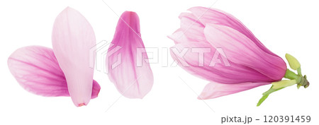 Pink magnolia flower petal isolated on white background with full depth of field. Top view. Flat lay Pink magnolia flower petal isolated on white background with full depth of field. Top view. Flat lay 120391459