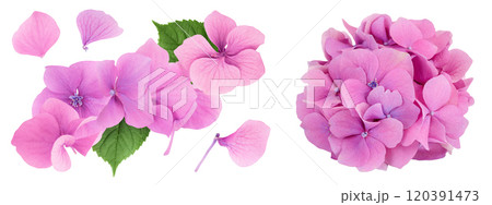 Pink Hydrangea flower isolated on white background. Top view. Flat lay Pink Hydrangea flower isolated on white background. Top view. Flat lay 120391473