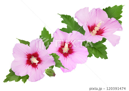 Pink hibiscus flower isolated on white background. Top view. Flat lay. 120391474