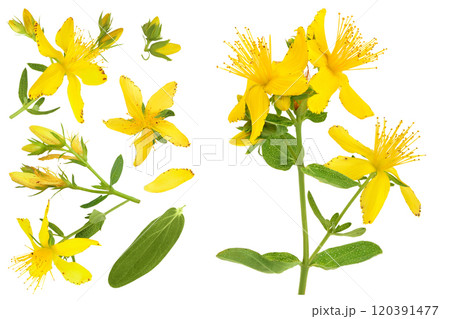 saint john's wort or Hypericum flowers isolated on white background. Top view with copy space for your text. Flat lay 120391477
