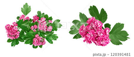 flower of hawthorn isolated on white background. Crataegus Pauls Scarlet. Top view. Flat lay flower of hawthorn isolated on white background. Crataegus Pauls Scarlet. Top view. Flat lay 120391481