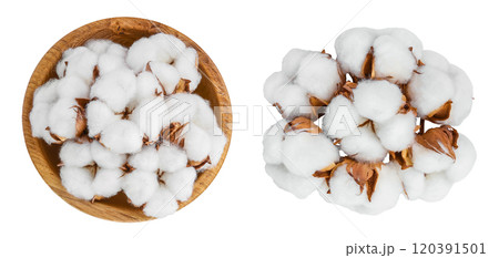 Cotton plant flower in wooden bowl isolated on white background with full depth of field. Top view. Flat lay Cotton plant flower in wooden bowl isolated on white background with full depth of field. Top view. Flat lay 120391501