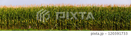 Maize field panorama, agriculture concept 120391733