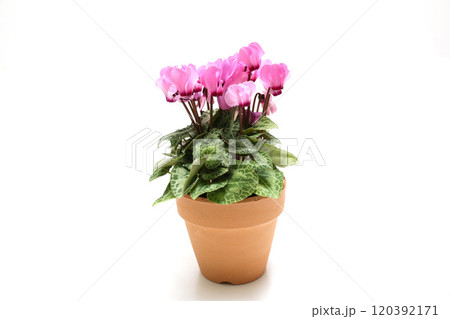 白背景の植木鉢に植えたガーデンシクラメン 120392171