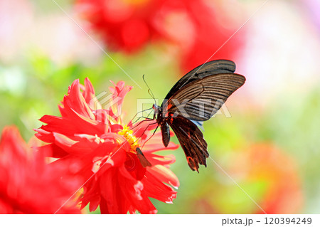 美しいダリアの花々 120394249
