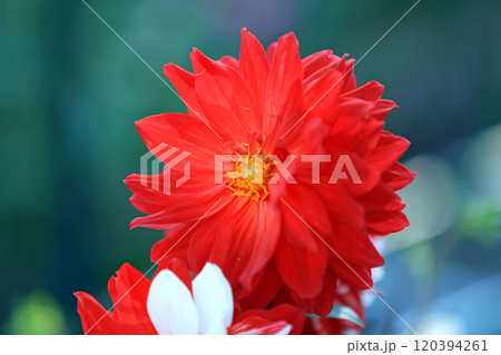 美しいダリアの花々 120394261