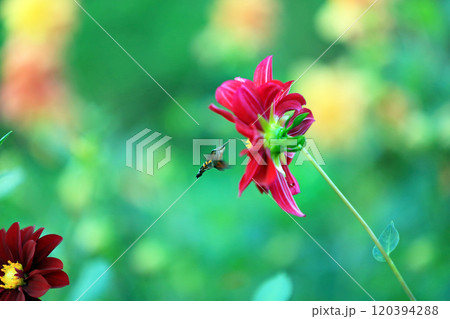 美しいダリアの花々 120394288