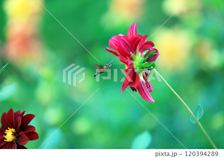 美しいダリアの花々 120394289